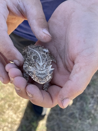 Texas Horned Lizard