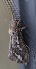 Abantiades argentata