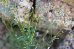 Gilia scopulorum