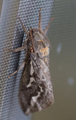Abantiades argentata