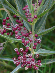 Asclepias brachystephana