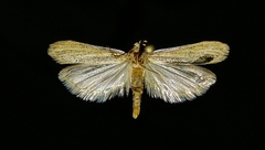 Bandera virginella