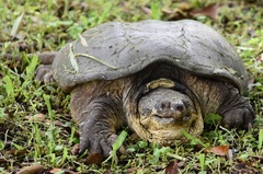 Chelydra acutirostris