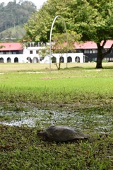Chelydra acutirostris