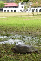 Chelydra acutirostris