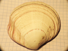 Semele decisa