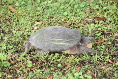 Chelydra acutirostris