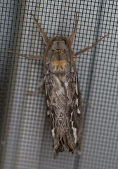 Abantiades argentata