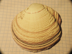 Semele decisa