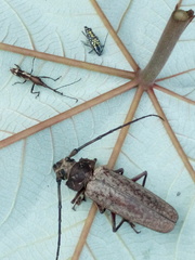 Belopherus militaris