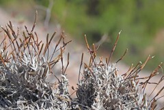 Tillandsia capillaris