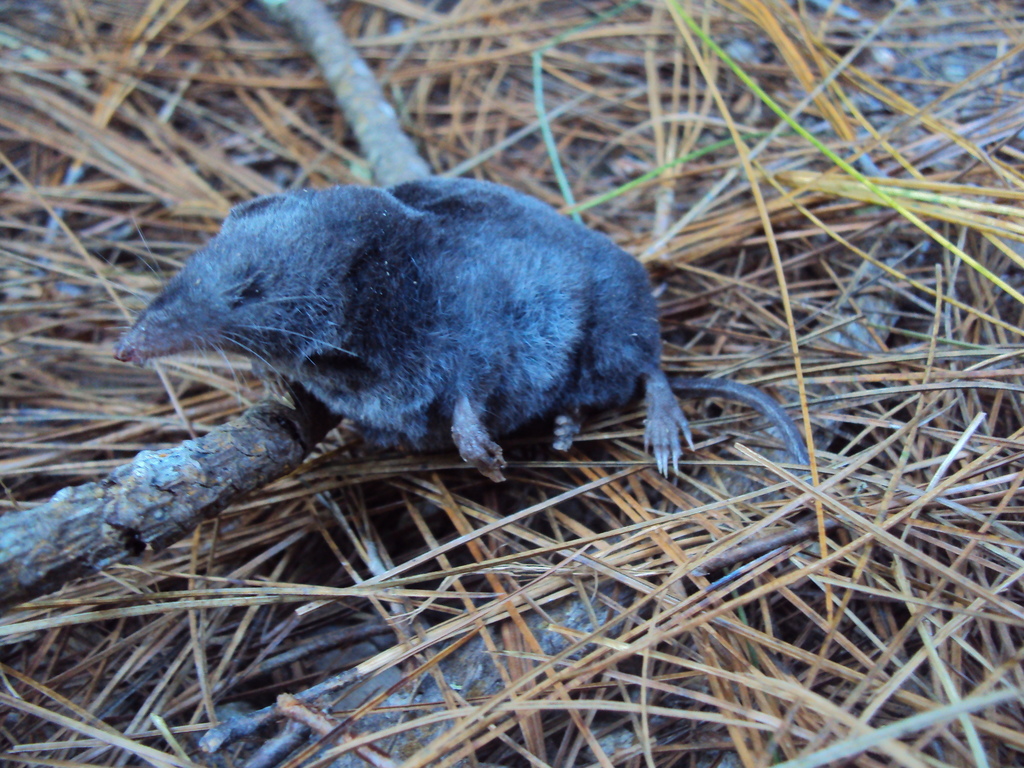 Goodwin's Broad-Clawed Shrew