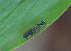 Merosargus