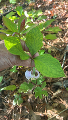 author not stated, no rights reserved Trillium catesbaei, photograph author not stated, no rights reserved
