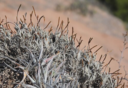 Tillandsia capillaris, photograph 1