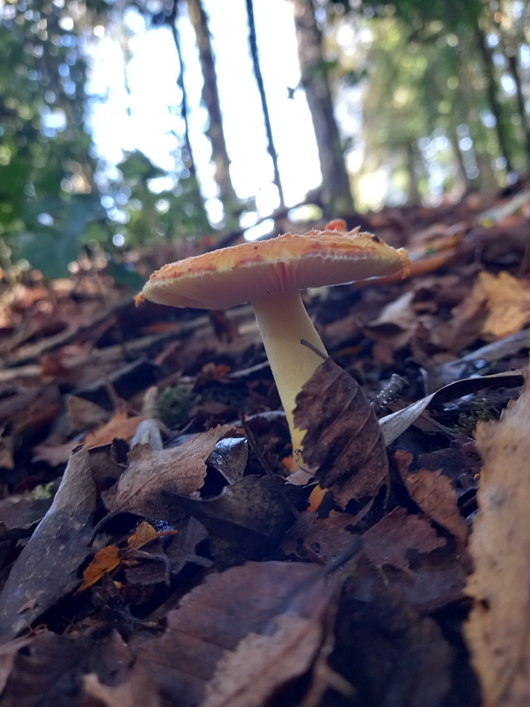 Amanita aurantiovelata · May 2026 · photo: © amoxiconclav (iNaturalist, cc-by)