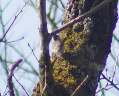 Poecile palustris