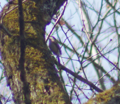 Poecile palustris