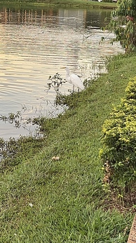 Great Egret