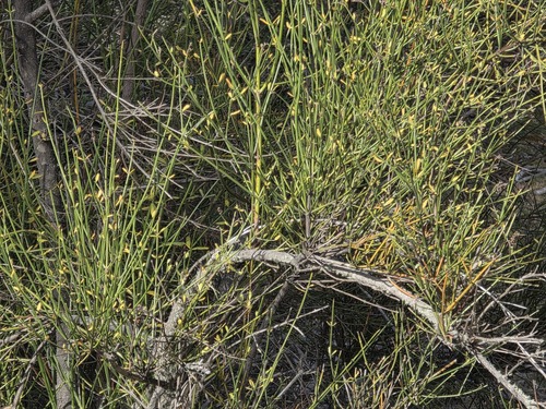 Diostea juncea, photograph 2