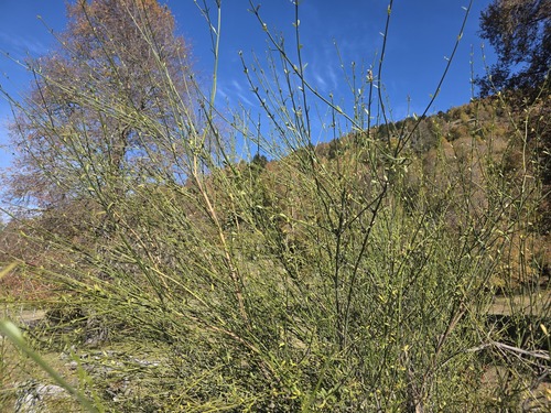 Diostea juncea, photograph 3