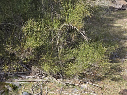 Diostea juncea, photograph 1