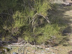 (c) Cesar Ormazabal, some rights reserved (CC BY) Diostea juncea, photograph (c) Cesar Ormazabal, some rights reserved (CC BY)