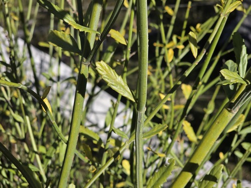 Diostea juncea, photograph 4