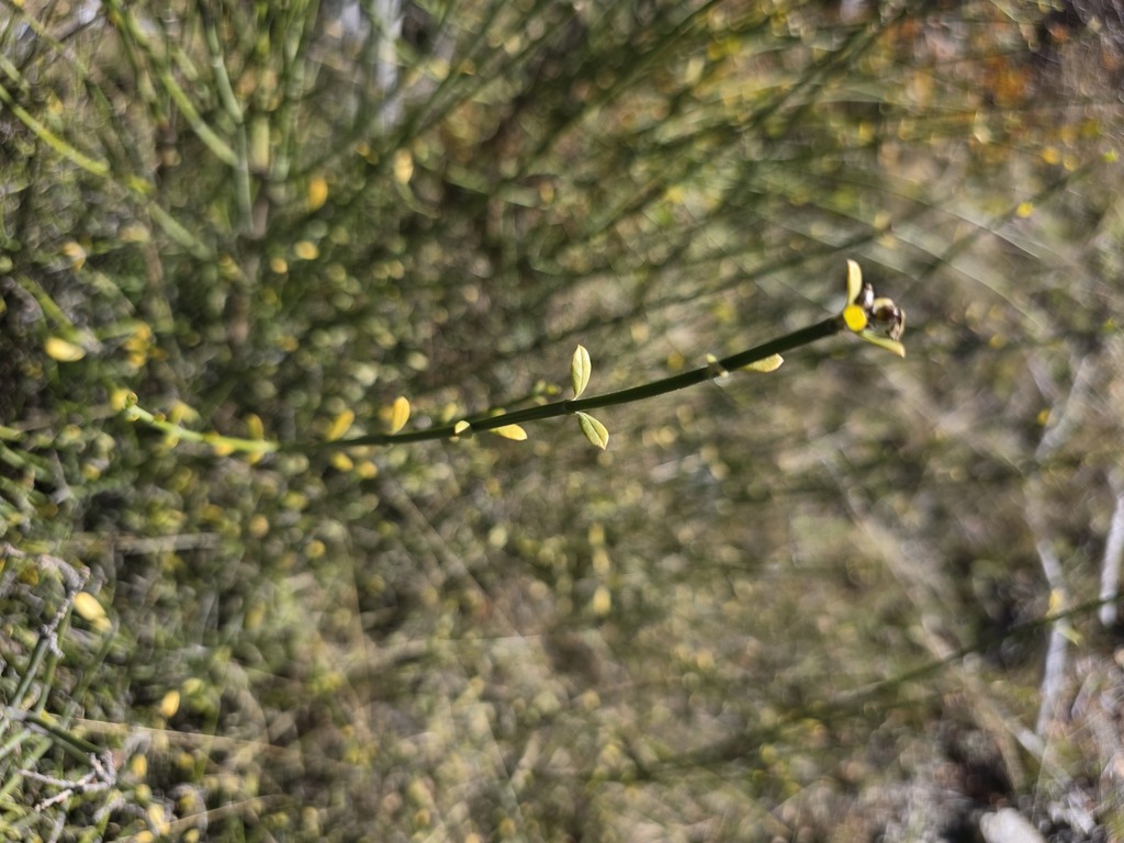 Diostea juncea; photograph (c) Cesar Ormazabal, some rights reserved (CC BY)