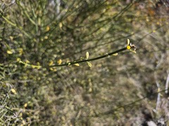Diostea juncea