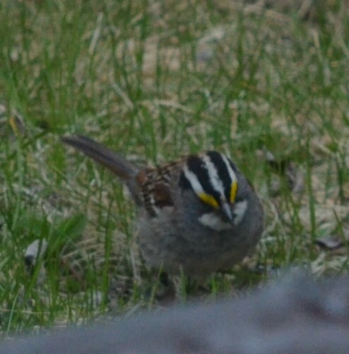 White-throated Sparrow photographed in Minnesota