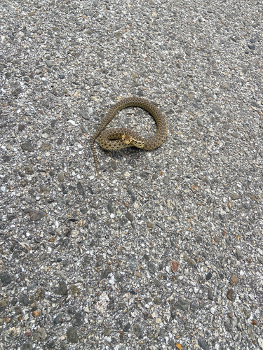 iNaturalist observation photo of Pacific Gopher Snake