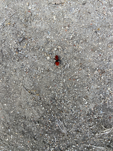 iNaturalist observation photo of Dasymutilla