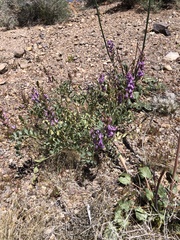 Astragalus lentiginosus variabilis