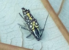 Neopoeciloderma lepturoides