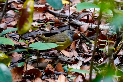 Connecticut Warbler (Oporornis agilis), photo 1