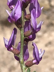 Astragalus lentiginosus variabilis