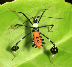 Diactor bilineatus