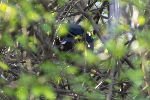 Agami Heron