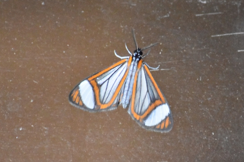 Hyalurga sora