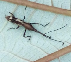 Belopherus militaris
