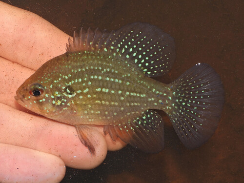 Bluespotted sunfish (Enneacanthus gloriosus) — Centrarchidae — 2