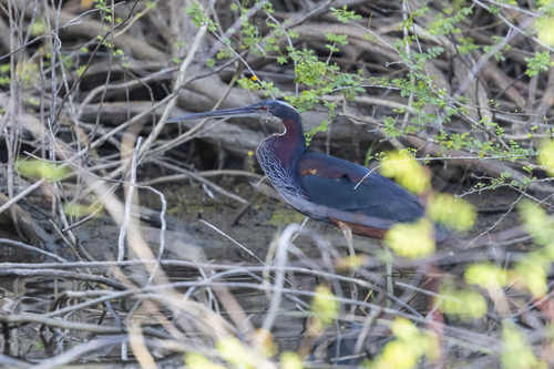 Agami Heron