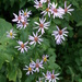 Engelmann's Aster - Photo (c) Erin Faulkner, some rights reserved (CC BY-NC), uploaded by Erin Faulkner