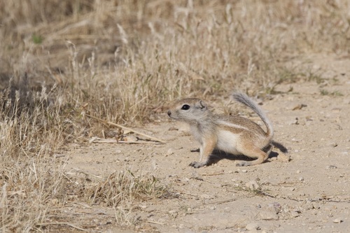 Nelson's Antelope Squirrel observed by lpkreemer