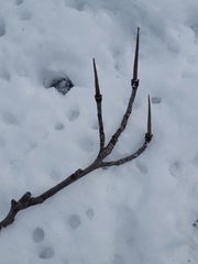 Liriodendron tulipifera