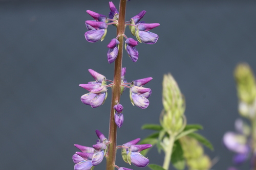 Lupinus rivularis, photograph 6