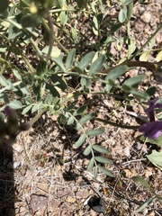 Astragalus lentiginosus variabilis
