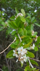 Crataegus viridis