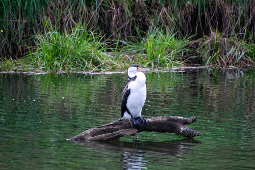 Phalacrocorax varius observed 2021-04-23